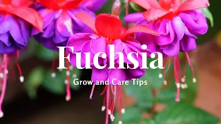 Fuchsia: Grow and Care Tips