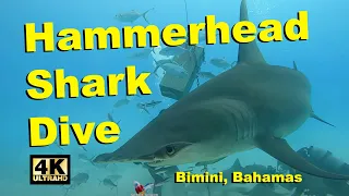 Mesmerizing Great Hammerhead Shark Dive, Bimini Bahamas #shark #hammerhead