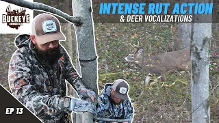 Rutting Buck Vocalizations - 2021 Ohio Archery Season