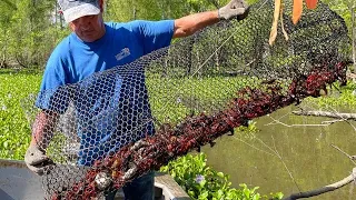 Crawfishing In The Atchafalaya Basin W/ Kip Barras (Catch*Cook) Crawfish Boil For 500 People.