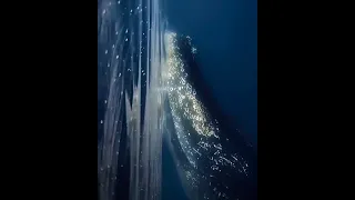 Who else gets goosebumps when hearing the sound of whales? So incredible! 🐋
