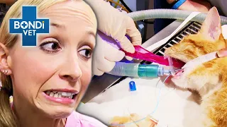 Most Bizarre Animal Appetites! 😱 | Bondi Vet Compilations | Bondi Vet