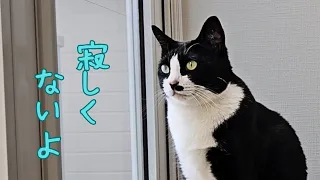 幸せだった連休が終了したら猫が寂しすぎてしょんぼりしてしまったょ