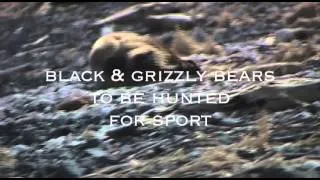 Death of a Great Bear trailer to Stop the Trophy Bear Hunt