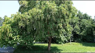Підкажіть як це дерево називається? Житомир. Незвичайне дерево в Житомирі. Як його називають?