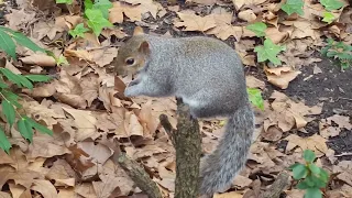 Squirrel on Branch Stump Feeding