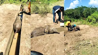 Unforgettable Friendship: Rescued Baby Elephant's Extraordinary Bond with Wildlife Heroes