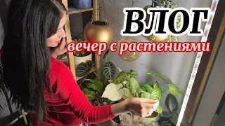 ВЛОГ: РАЗМНОЖАЮ КОМНАТНЫЕ РАСТЕНИЯ, СОСТАВЛЯЮ КИСЛЫЙ ГРУНТ ДЛЯ АНТУРИУМА