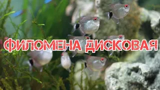 ФИЛОМЕНА ДИСКОВАЯ. СОДЕРЖАНИЕ, СОВМЕСТИМОСТЬ, КОРМЛЕНИЕ И РАЗМНОЖЕНИЕ