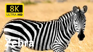 Impressive close-ups of zebras in the African Savannah 8k [Ultra HD]