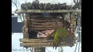 Пестрый и седоголовый дятлы в онлайн-кормушке