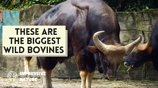 The 6 Biggest Wild Bovines You Need to Know About #wildandwonderful