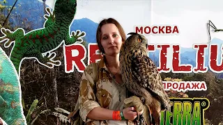 Reptilium - Day 1. Trade fair featuring terrarium animals and an eagle owl named Yoll.