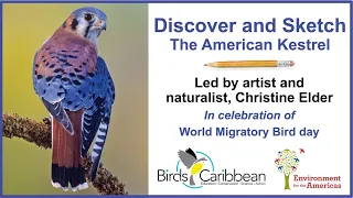 Discover and Sketch American Kestrels with Christine Elder