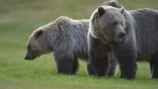 Grizzlies in the Chilcotin, British Columbia