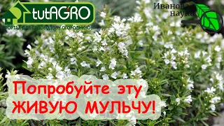 НАСТОЯЩАЯ ЖИВАЯ МУЛЬЧА: гарантия урожая БЕЗ ХИМИИ!