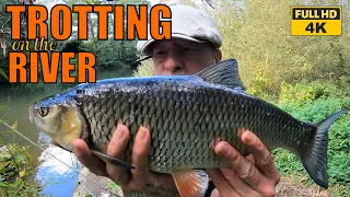 TROTTING on the STICK FLOAT . The BEST way to CATCH EVERYTHING in the River .