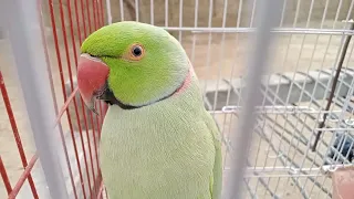 Adorable Ring Neck Green Parrot