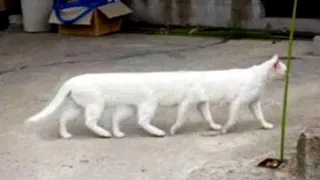 Funniest Animals 2023 😅 New Funny Cats and Dogs 😻🐶 Part 16