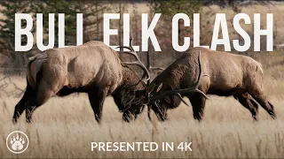 Wildlife Showdown: Epic Bull Elk Clash in Canadian Rockies (4K) - Rutting Season Spectacle!