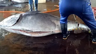 Flash and Fluency Cutting Skills for 400kg Bluefin Tuna