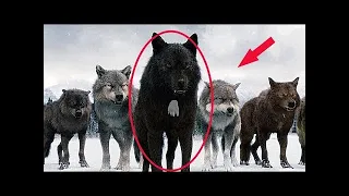 Voilà pourquoi les chasseurs n'attaquent pas les loups avec une tache blanche sur la poitrine !