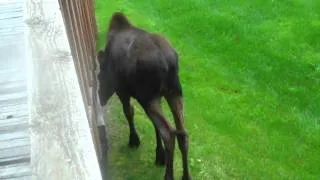 Moose outside the front door, again.