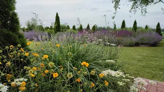 Ciekawe rośliny🌸 Jarzmianka, Ostrogowiec, Żmijowiec, Rudbekia Green Wizard,Knautia 🌸