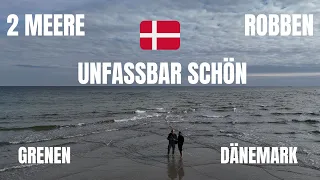 UNFASSBAR GRENEN DÄNEMARK NORDSEE OSTSEE ROBBEN 2MEERE @DJI CAMPING VANLIFE