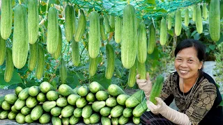 Growing Cucumbers For High Yield, This Is The Tip I Used, Easy And Effective