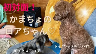 初対面！パピー犬ダックスROAとトイプードル☆ハロ。上手に遊べるかな！？嬉しくしてる愛犬が可愛い