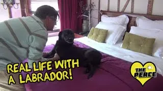 Living with a Labrador!