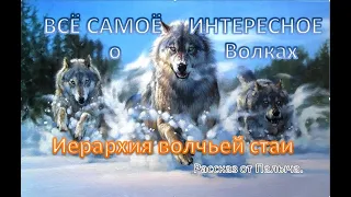 ИЕРАРХИЯ ВОЛЬЧЕЙ СТАИ. ВСЁ САМОЕ ИНТЕРЕСНОЕ О ВОЛКАХ! THE HIERARCHY OF THE WOLF PACK.