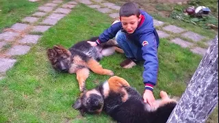 Cool RAMSES and his friends. German Shepherd puppies 3 months old.