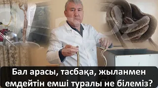 Бал арасы, тасбақа, жыланмен емдейтін емші туралы не білеміз?