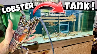 CATCHING WILD FLORIDA LOBSTER FOR MY FISH TANK ! LOBSTER TANK !!