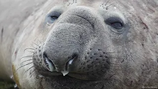 Southern Elephant Seals