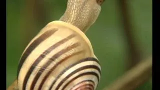 Les Escargots - Documentaire Animalier