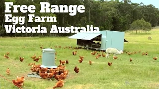 Pastured Egg farming Victoria Australia