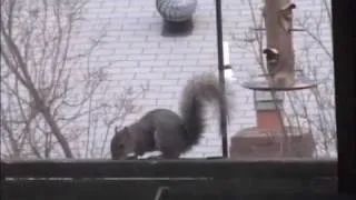 Twirl-a-Squirrel in Action