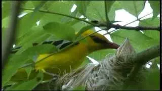 Pirol / Loriot d'Europe / Eurasian Golden Oriole