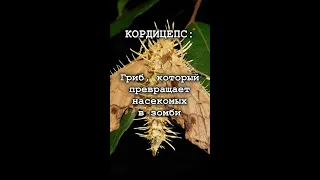 КОРДИЦЕПС: гриб, который превращает насекомых в зомби