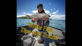 White Fish Tips and Tricks #fishing #whitefish