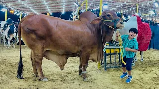 ALHAMDULILLAH qurbani k leye 1 caror ka janwar psnd a gaya Ali ko 😱 || Mandi vlog || Karachi Mandi