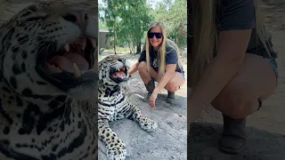 Jaguar Smile