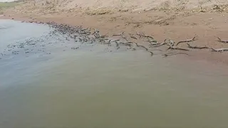 Alligators at National Chambal Gharial Sanctuary