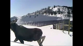 Parley's Wildlife Overpass in Use