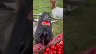 Goats eating A wheelbarrow of tomatoes! Follow us on TikTok @ RyleeRanch
