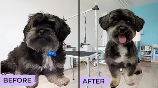 How to Keep MATTED Dog Fur LONG | Matted Havanese Groom