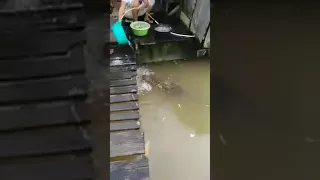 the true friendship of a crocodile Residents in East Borneo